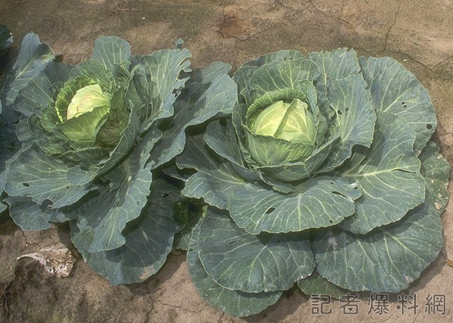 海葵颱風襲台過後 菜價漲「高山高麗菜喊價1顆400元」買不下手 61 高山高麗菜 400元