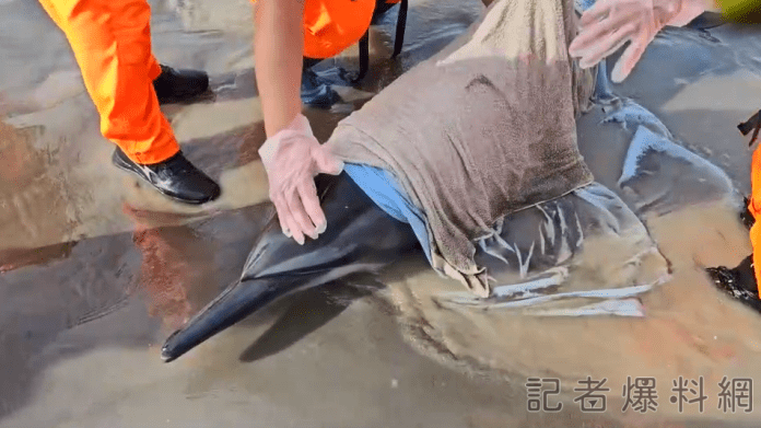 瓶鼻海豚 海巡