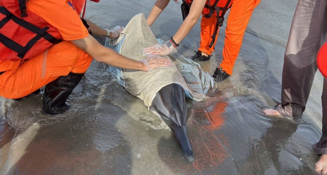 海葵甫離開 臺南2處沙灘海豚擱淺 海巡緊急救援