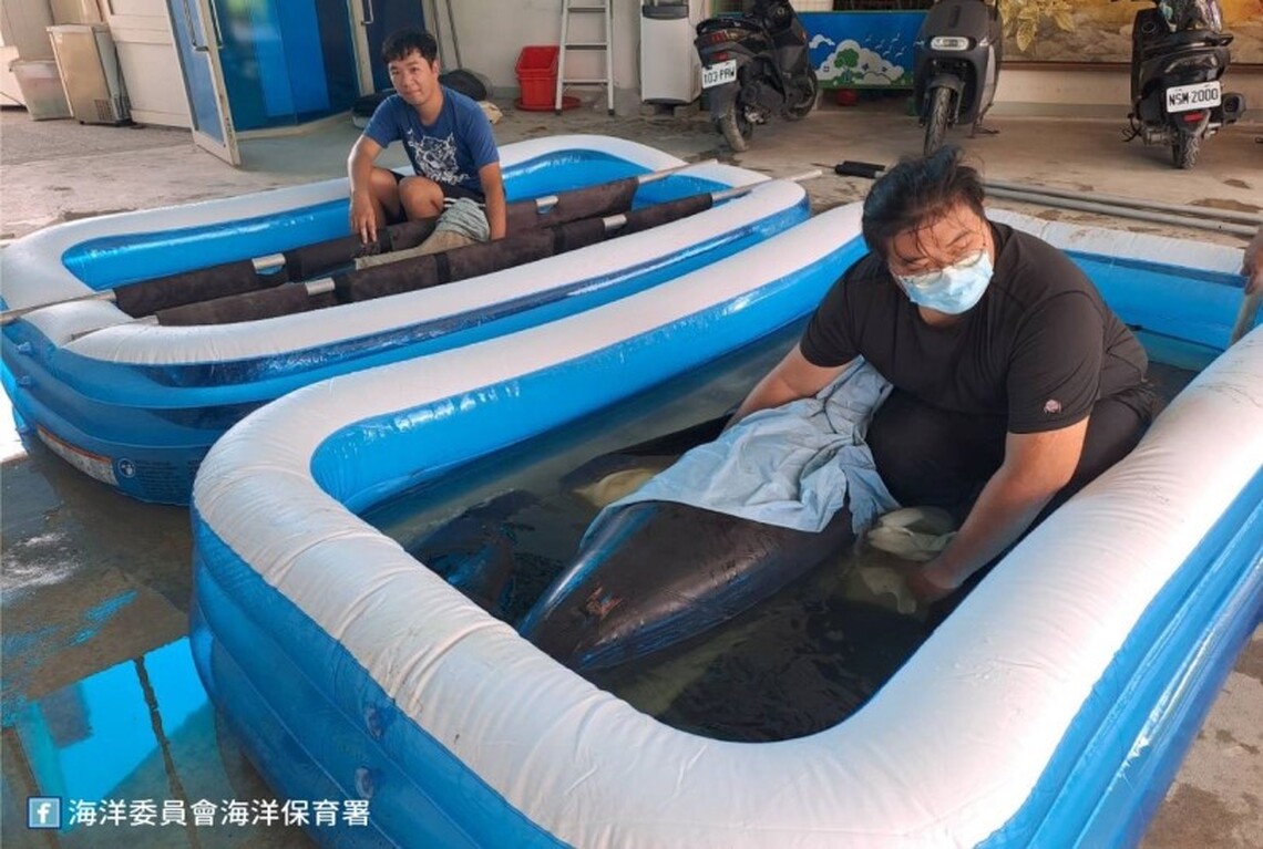 台南青草崙及黃金海岸岸際2隻擱淺海豚 MARN機制啟動搶救中