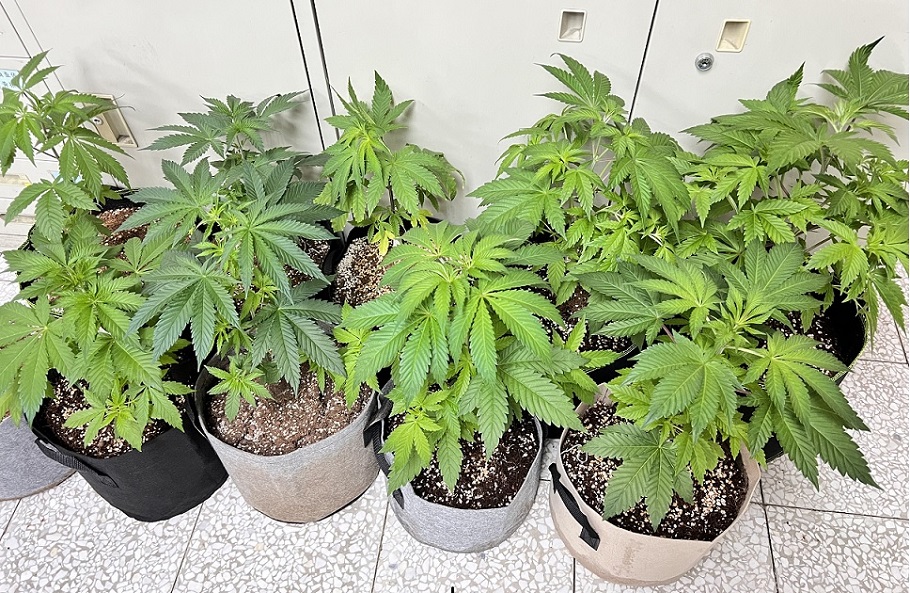 ▲圖說:檳榔攤老闆斜槓大麻「自耕農」,還真種出10株大麻植株 (圖/台中市政府提供)