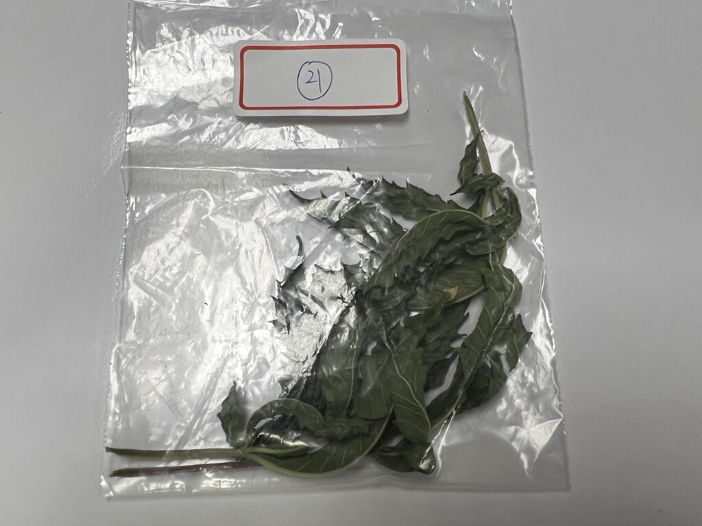 ▲圖說:廖嫌以「氣炸鍋」烘乾大麻葉子,結果「葉子烤太酥」以失敗作收 (圖/台中市政府提供)