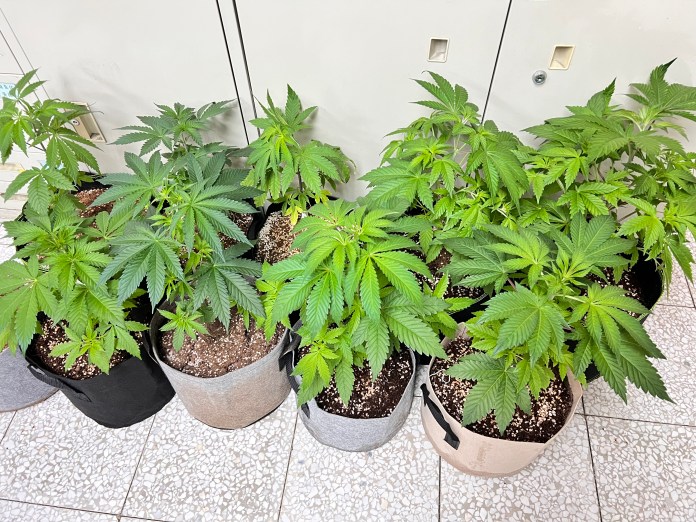 | 社會 社會 記者爆料網