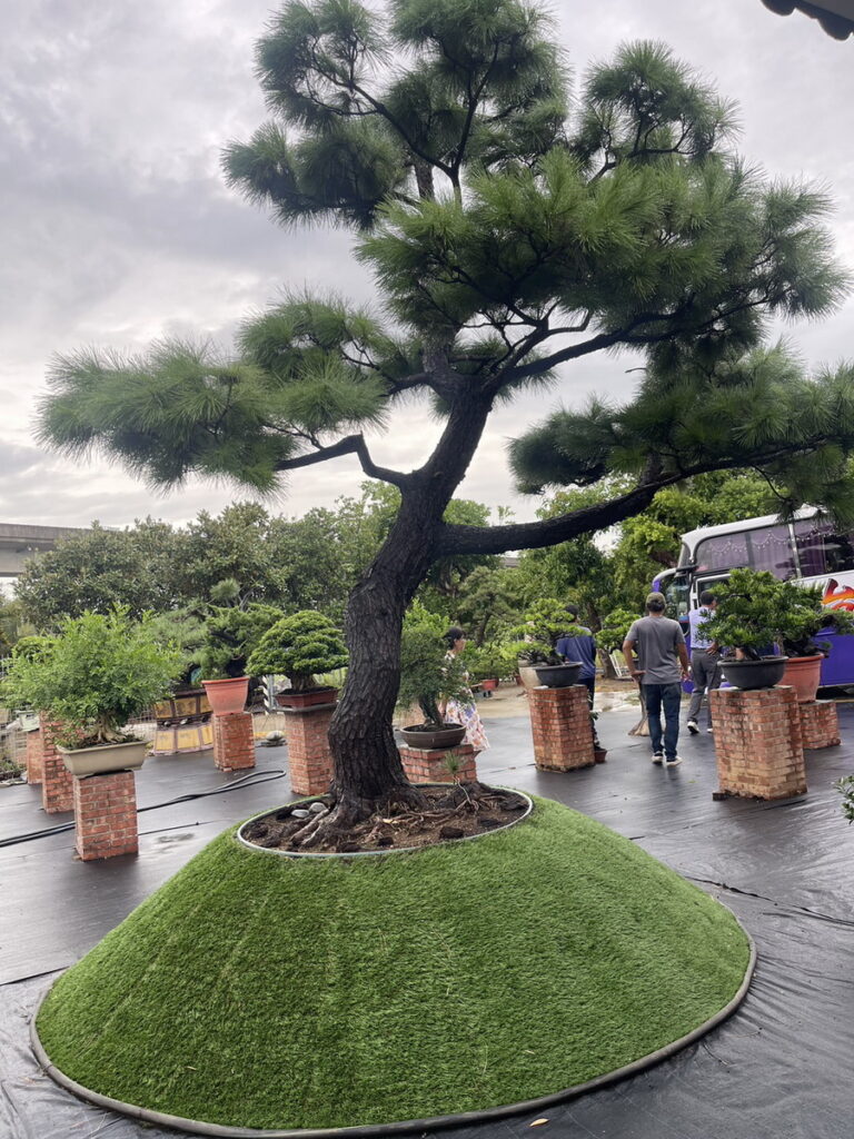 韓國盆栽組合帶領9家會員來臺訪問本地盆栽業者,對臺灣盆栽藝術留下深刻印象