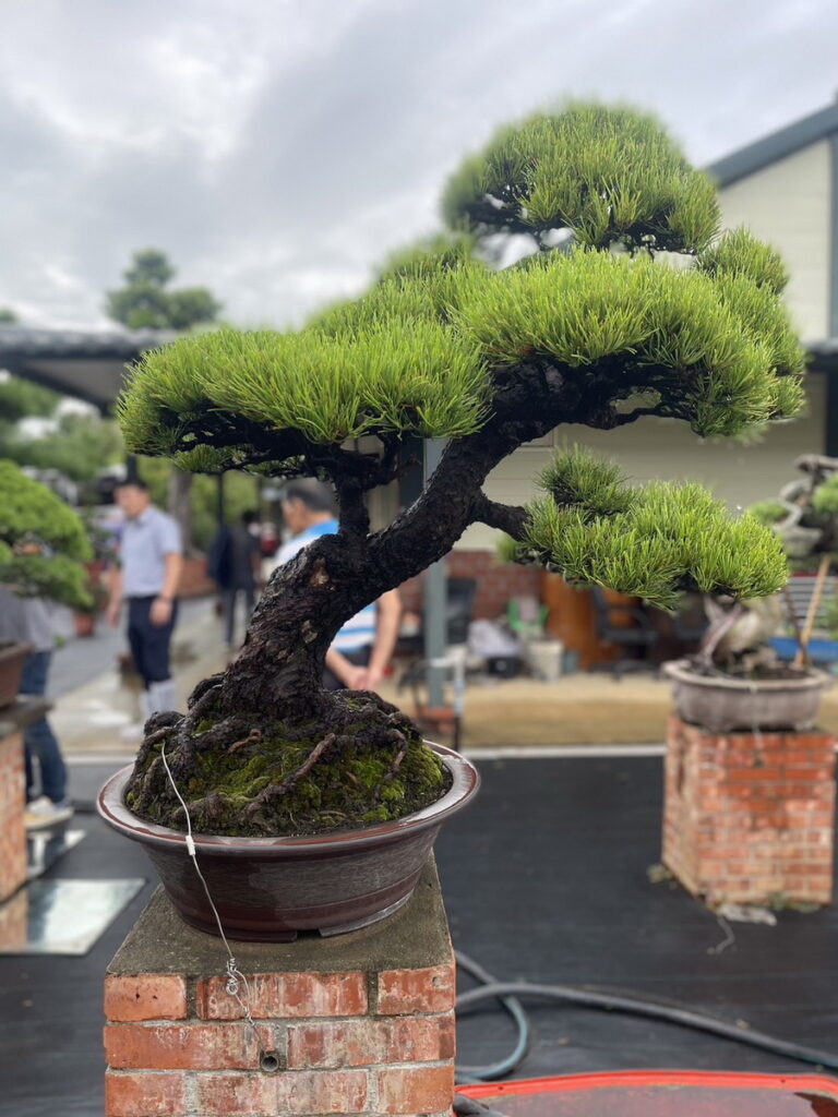 臺灣盆栽園區多元化的盆栽園藝之美,讓韓方留下深刻印象