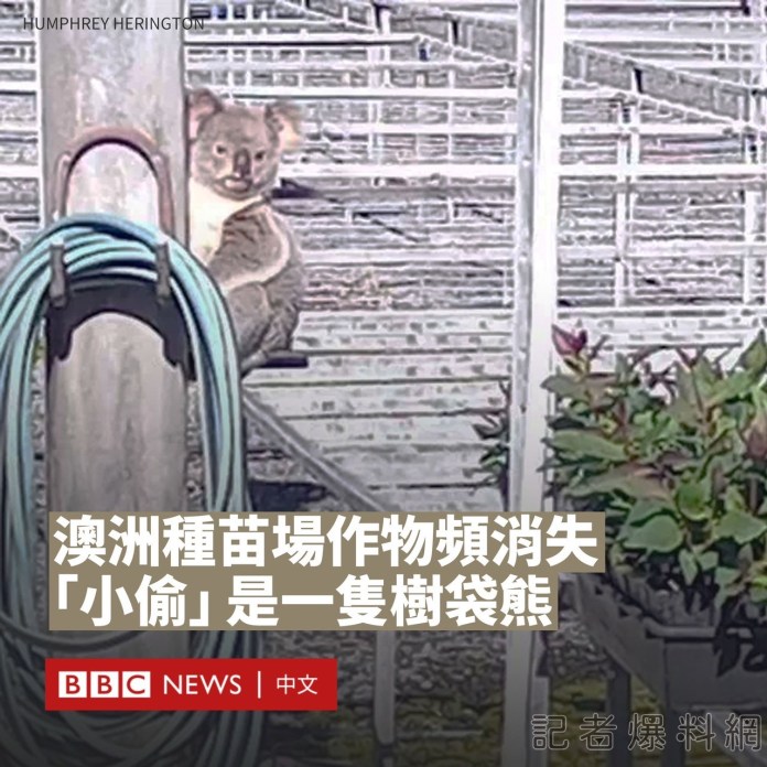澳洲植物苗場種苗頻傳失竊 最近終於抓到爬在樹上的「小偷」 63 無尾熊