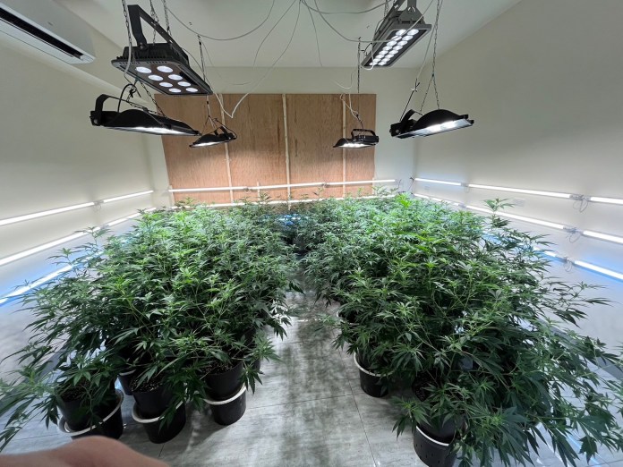 透天厝飄九層塔及夜來香味竟是大麻工廠 父子檔製毒成品可毒害50萬人! 69 300多株。台中市調查處提供 | 社會 社會 記者爆料網