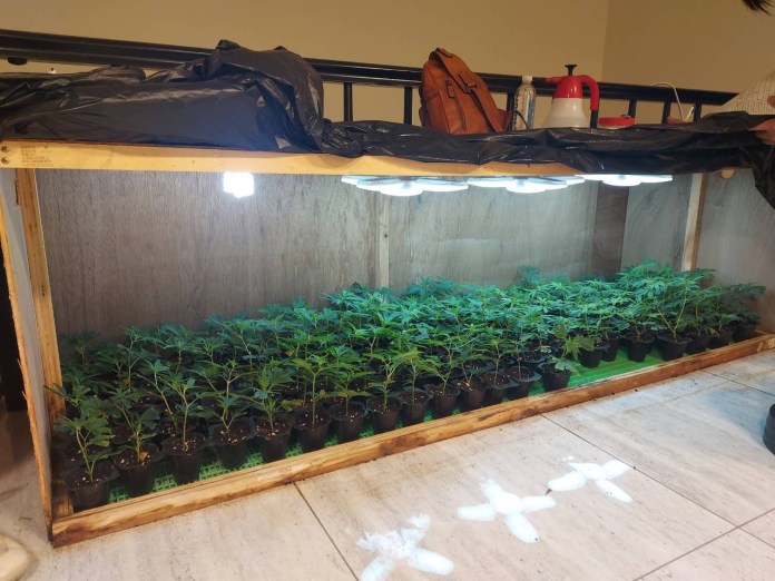 透天厝飄九層塔及夜來香味竟是大麻工廠 父子檔製毒成品可毒害50萬人! 65 | 社會 社會 記者爆料網