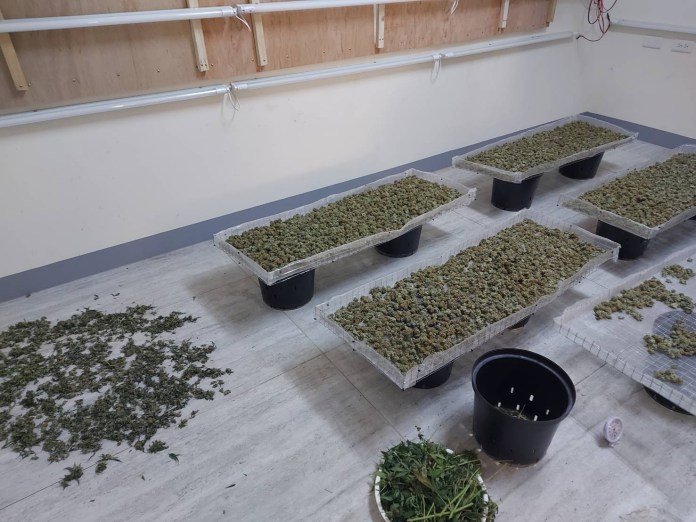 透天厝飄九層塔及夜來香味竟是大麻工廠 父子檔製毒成品可毒害50萬人! 66 | 社會 社會 記者爆料網