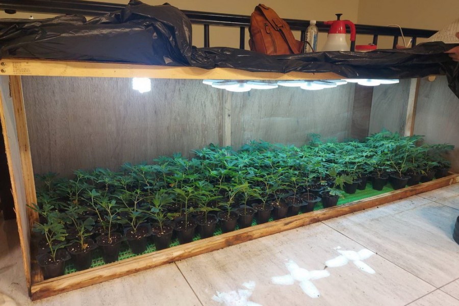 父子檔無師自通種大麻 台中市調處查獲專業毒品農場 194 父子檔無師自通種大麻 台中市調處查獲專業毒品農場 193