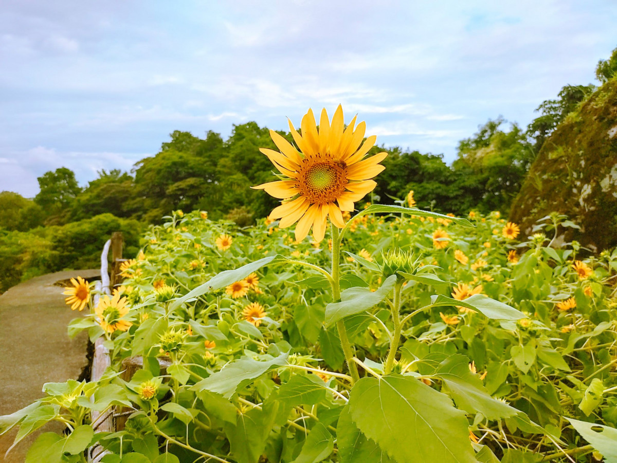 (圖/台北市府工務局大地工程處)