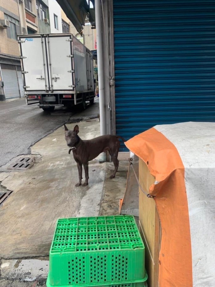 鬼月離奇車禍! 轎車路口挨撞肇事者竟是「小黑」 58 D93F792E AF05 431D 8600 4AC5FE56364A | 社會 社會 記者爆料網