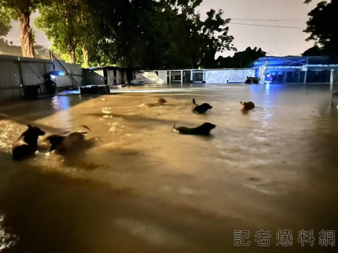 香港「黑色暴雨」災情慘 「貓狗之家」狗狗慘成「落湯狗」 64 香港「黑色暴雨」災情慘 「貓狗之家」狗狗慘成「落湯狗」。