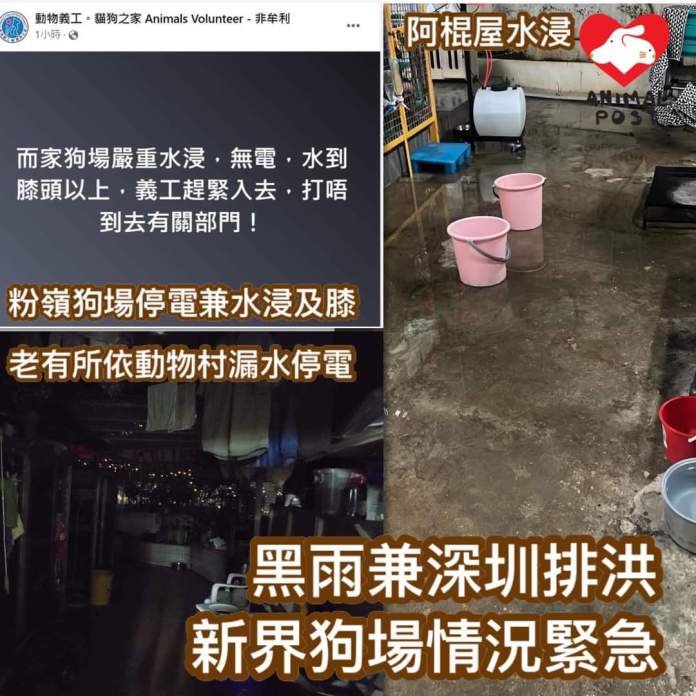 香港「黑色暴雨」災情慘 「貓狗之家」狗狗慘成「落湯狗」 61 F5cpXSvXIAAv800 | 國際 國際 記者爆料網