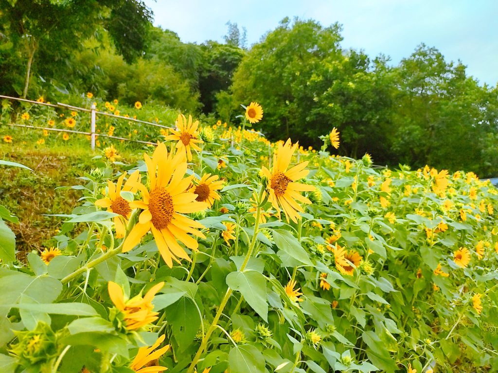 貓空樟木道廢耕農地變身為遍野太陽花。(圖/北市政府提供)