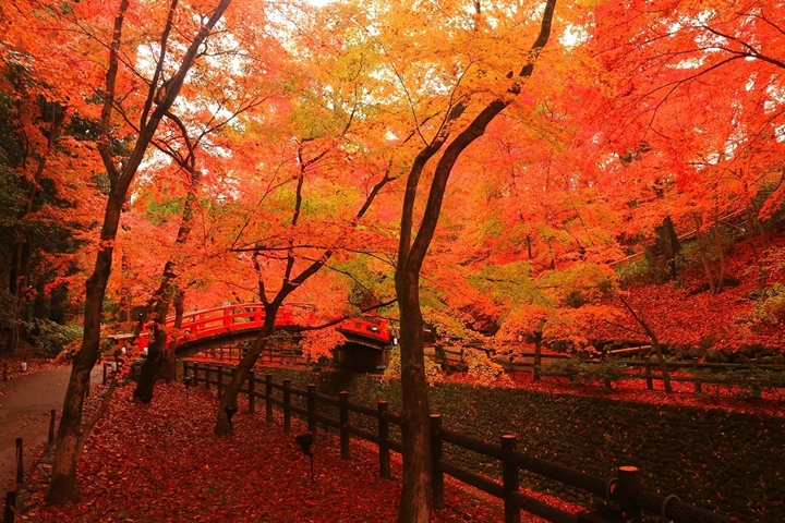 京都今秋必玩!NAKED GARDEN ONE KYOTO 2023 紅葉藝術共舞