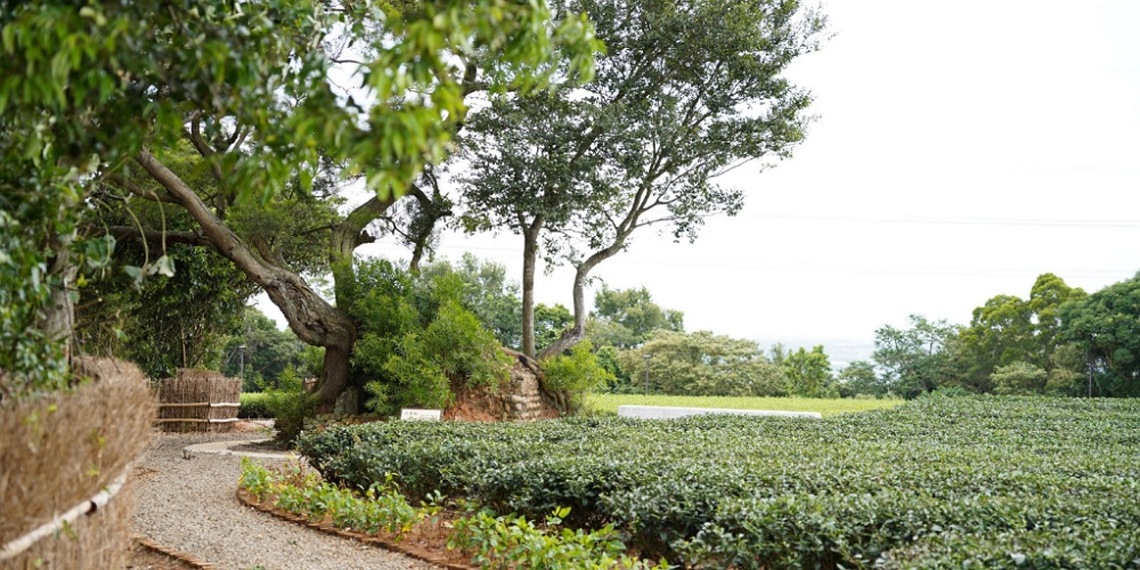 遊茶山尋堡趣! 竹縣郊山新去處 湖口「茶香步道」開放啟用