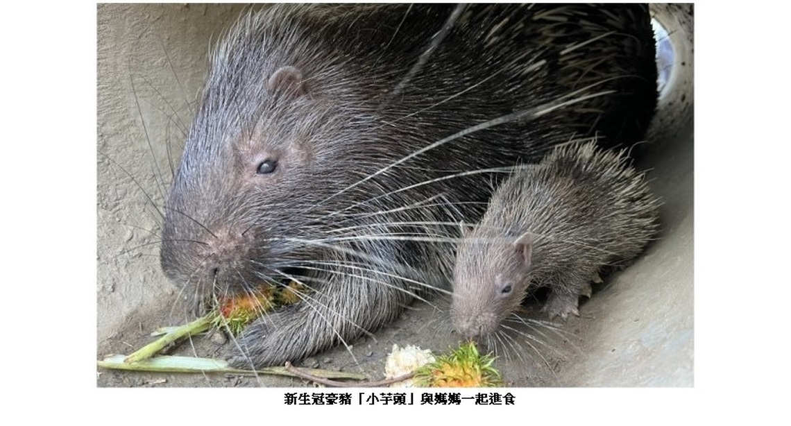 壽山動物園新生冠豪豬「小芋頭」滿月 吃貨萌樣曝光
