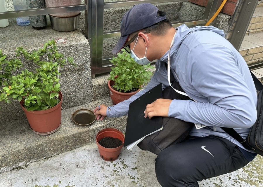 登革熱快6千例 北部光清積水容器不夠！白線斑蚊愛躲4植物處 235