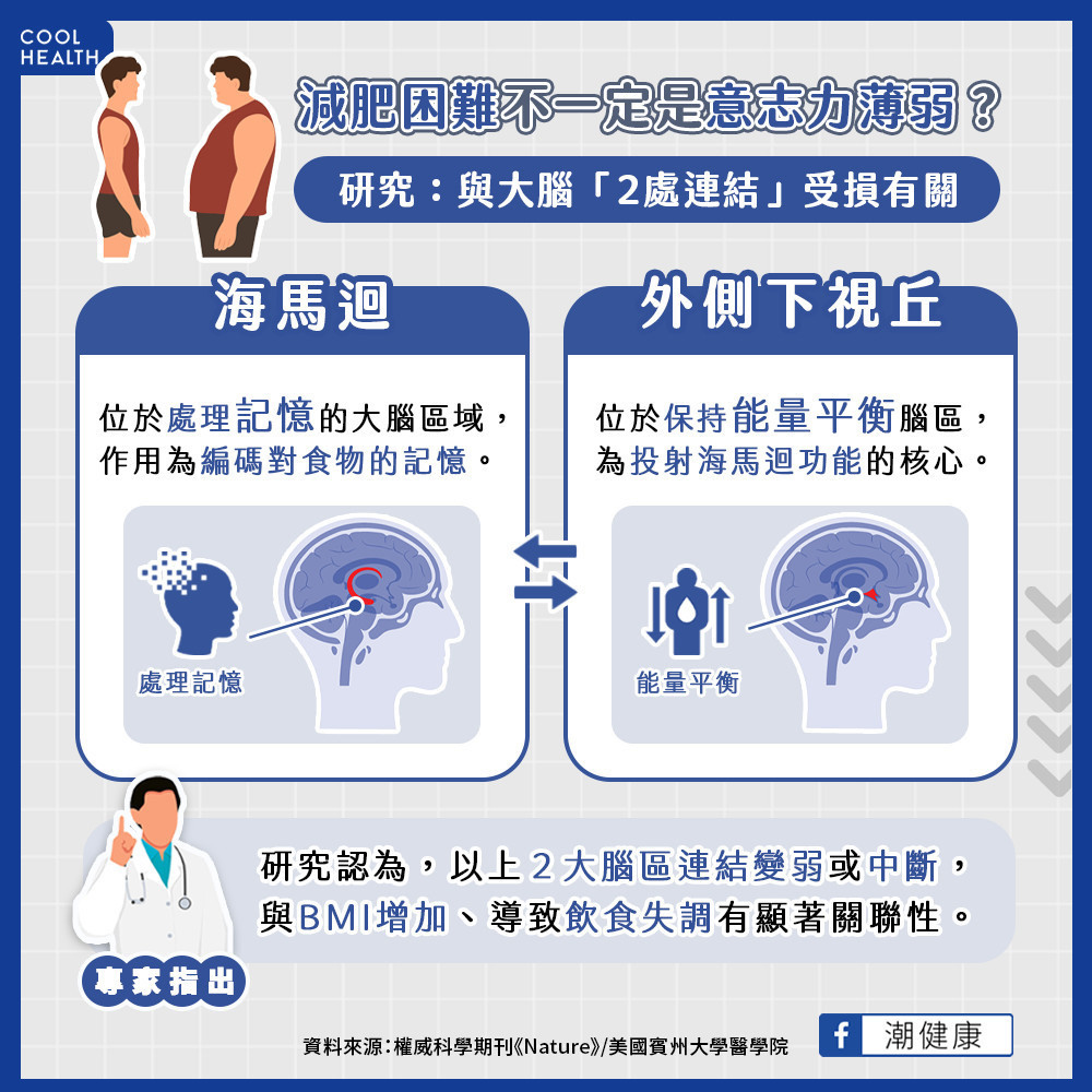 減肥頻失敗不一定是意志不堅? 研究:肥胖與大腦「這2處」連結受損有關 減肥頻失敗不一定是意志不堅? 研究:肥胖與大腦「這2處」連結受損有關
