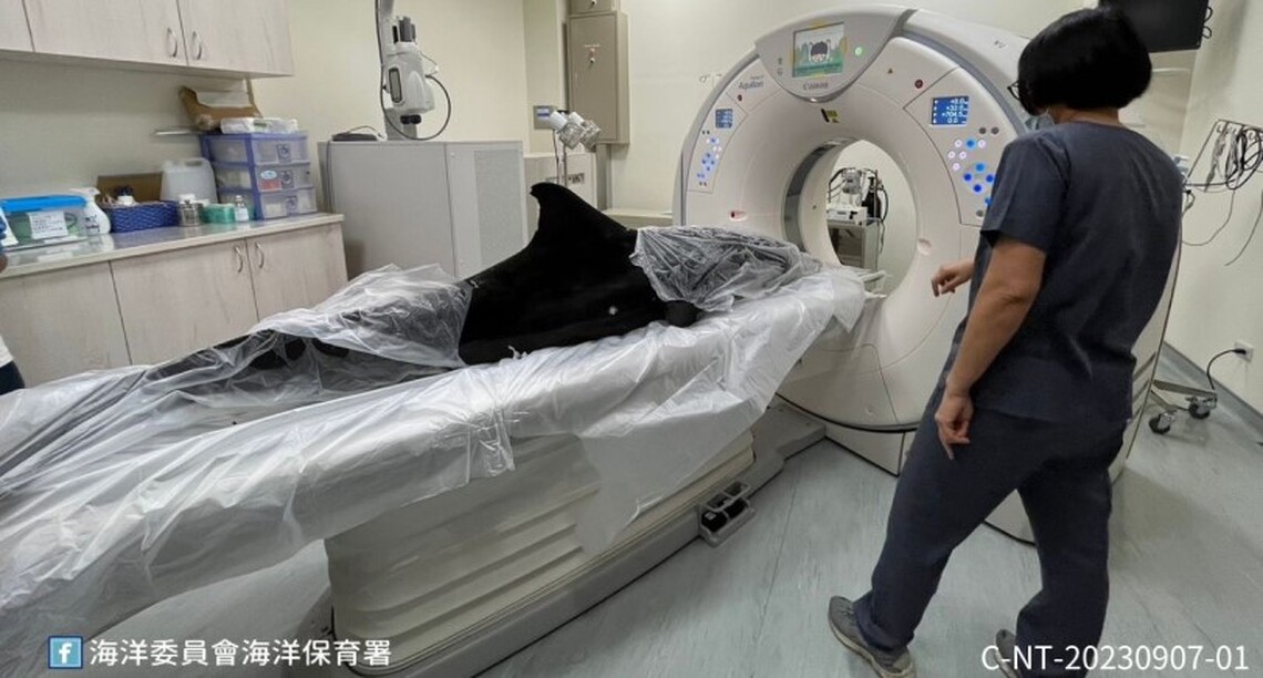 新北糙齒海豚擱淺 救援團隊連日搶救仍不幸死亡