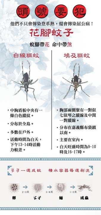 登革熱主要是由花腳蚊子傳染的（圖：衛福部疾管署）