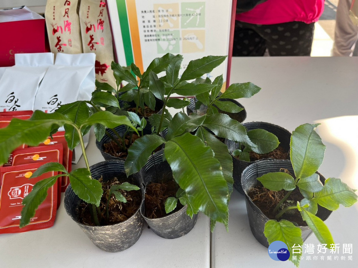 澀水社區參與林業保育署南投分署社區林業計畫,持續復育伊藤氏原始觀音座蓮(圖/南投分署提供)
