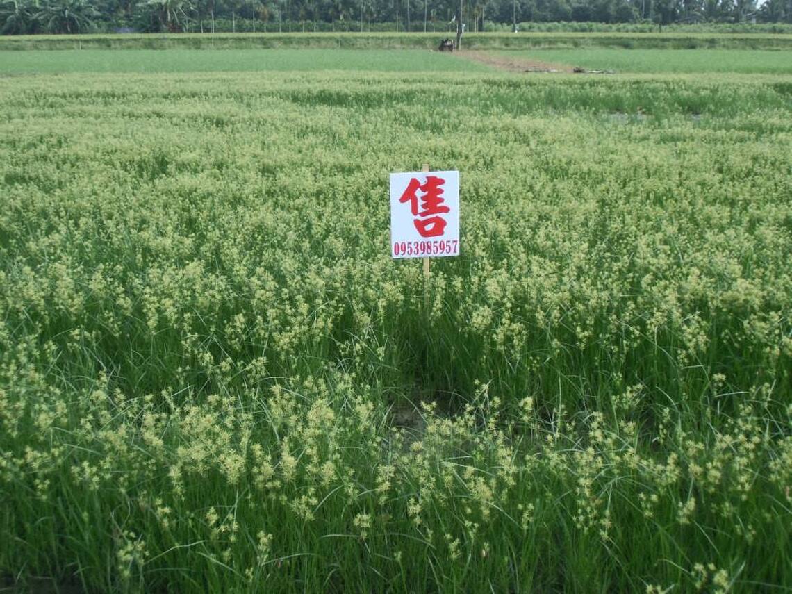 萬叢綠中一點紅  房地仲介  無遠弗屆