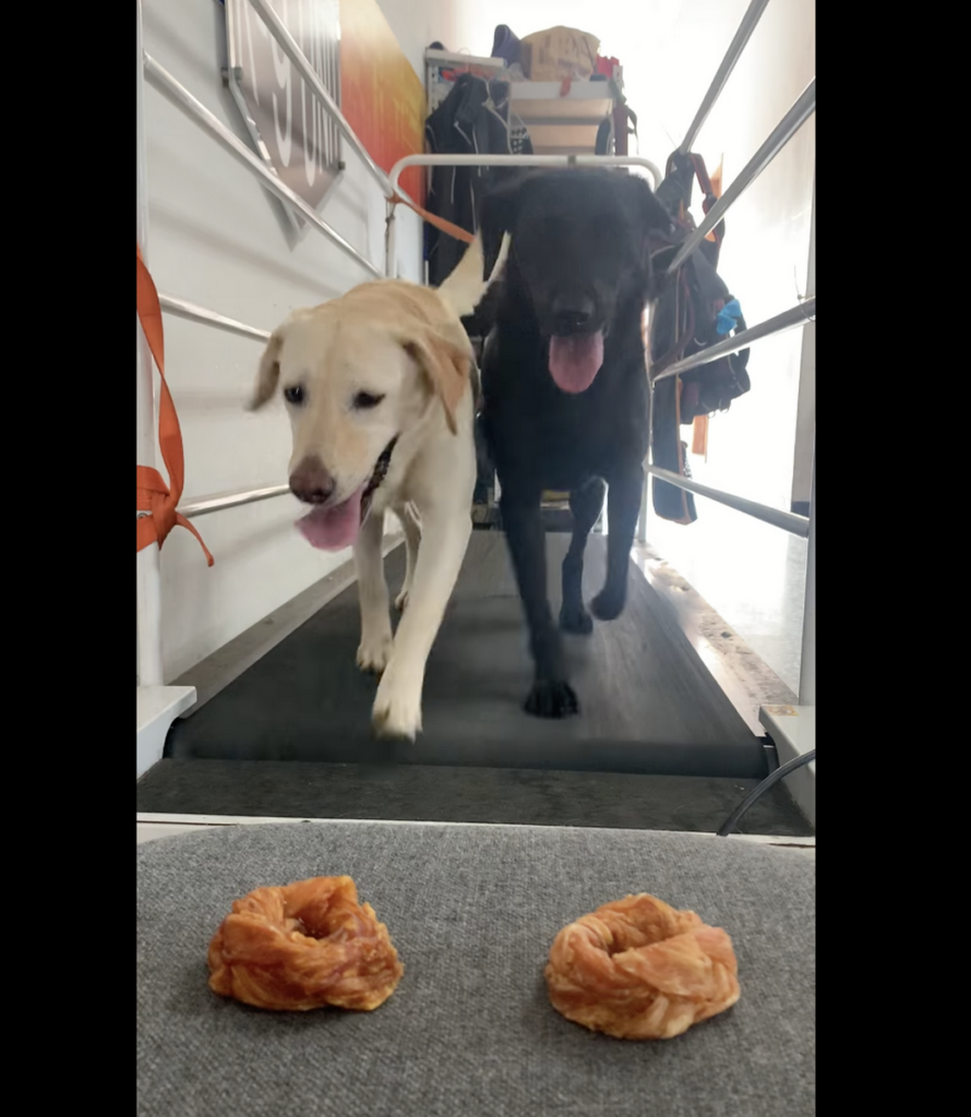 搜救犬冷知識_圖片來自：桃園搜救犬隊