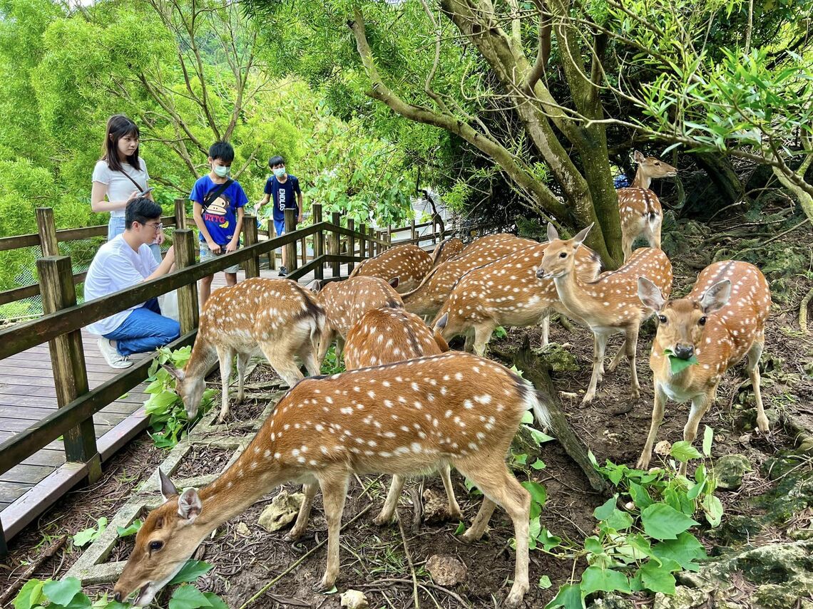 漾新聞|壽山動物園預計10月初 喜迎第100萬名遊客