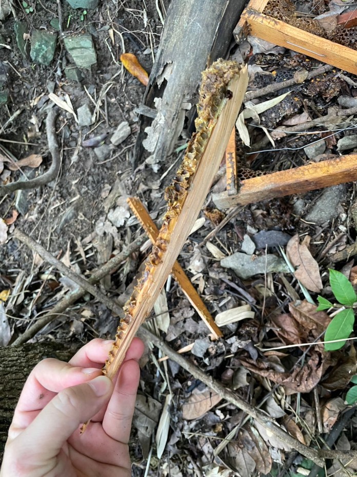 療癒片! 臺灣黑熊現蹤六龜 破壞蜂箱偷吃蜂蜜全都錄 57 A5C75773 00ED 4163 841C C76C49CE6726 | 生活 生活 記者爆料網