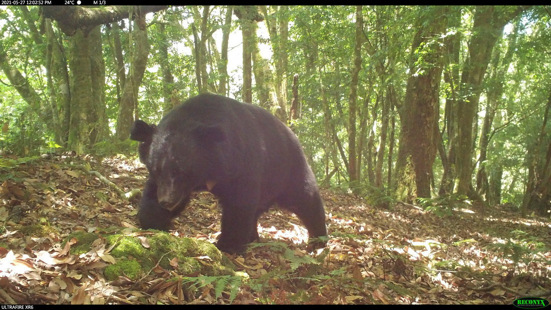 玉山國家公園為許多野生動物的家(圖中為臺灣黑熊),民國74年玉管處成立,開啟各項自然生態及人文歷史保育研究工作。(圖/玉管處提供)<br /><br /> <br /><br />