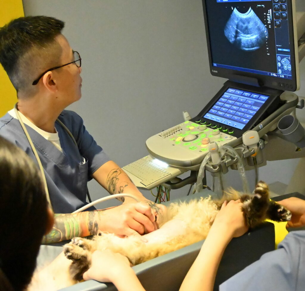 吉米哈利動物醫院院長王麗貞特別提醒，中秋烤肉時，不要讓毛孩接觸骨頭、過度調味等對牠們健康有害的食物。（圖片提供：吉米哈利動物醫院）