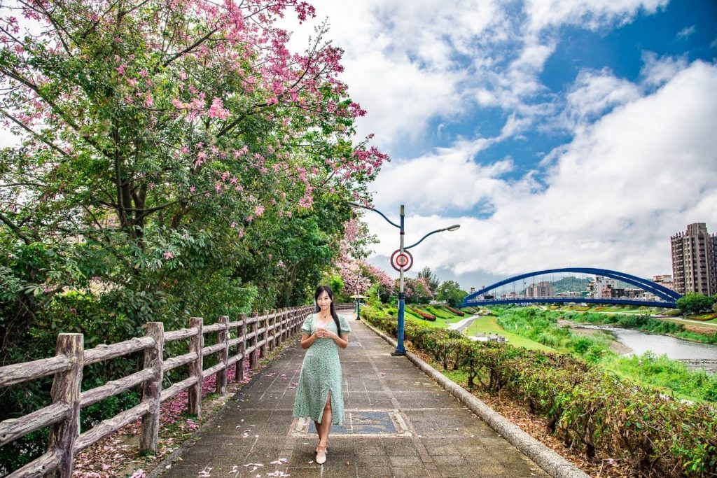 三峽河畔旁的粉紅色花海,成為市區必拍的浪漫美景之一。(圖/新北市政府提供)