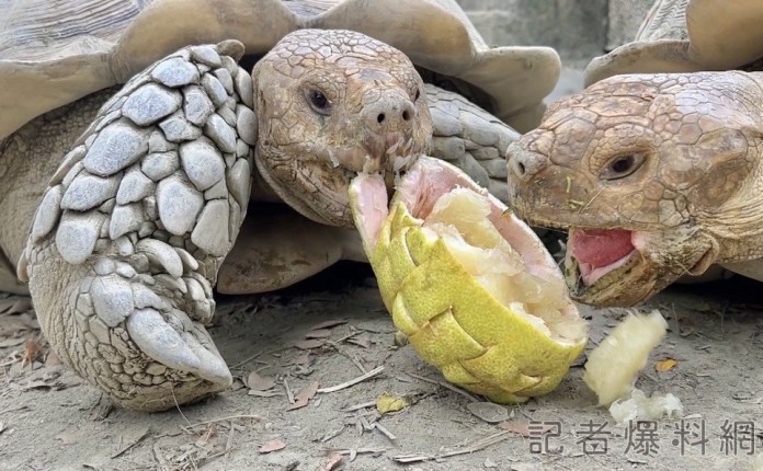 萌翻! 壽山動物園過中秋 動物園應景吃柚子 72 2545A313 9713 4614 BC6D 9A91673F2ECF | 美食旅遊 美食旅遊 記者爆料網