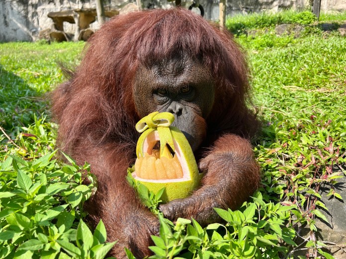 萌翻! 壽山動物園過中秋 動物園應景吃柚子 69 3176B2EC A666 48DD BB9A 2F2DB35D03FF | 美食旅遊 美食旅遊 記者爆料網