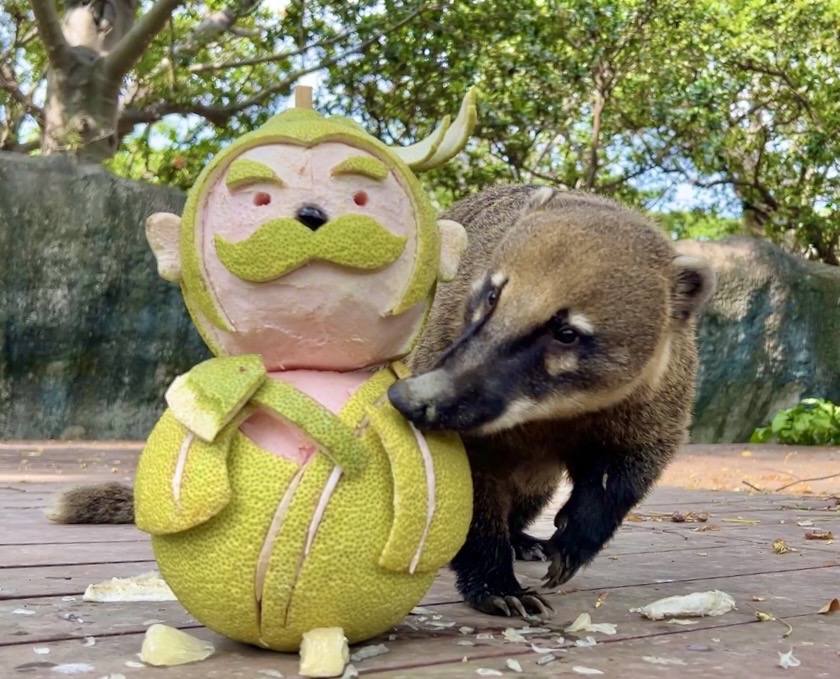 壽山動物園飄柚香 嫦娥吳剛造型柚 陪伴動物過中秋