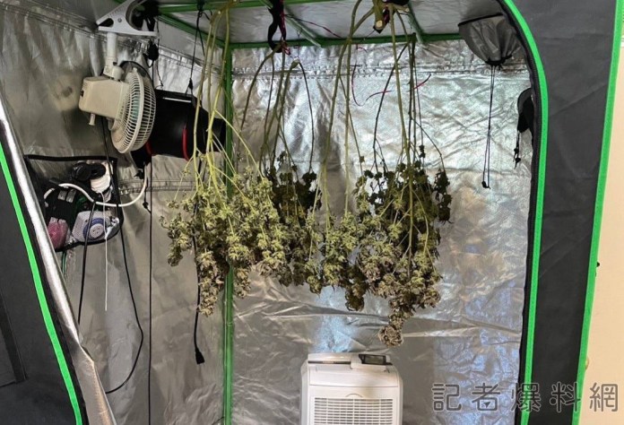移工潛入廢棄建築種大麻 中警搗毀送辦 69 1 | 社會 社會 記者爆料網