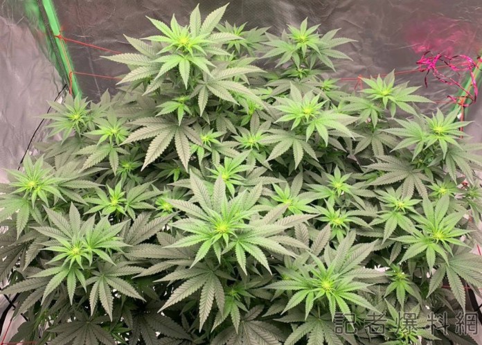 移工潛入廢棄建築種大麻 中警搗毀送辦 68 2 | 社會 社會 記者爆料網