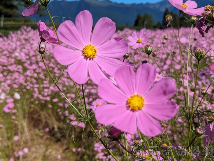 福壽山農場高山波斯菊花開 花期至10月中旬 71 556335 0 | 美食旅遊 美食旅遊 記者爆料網