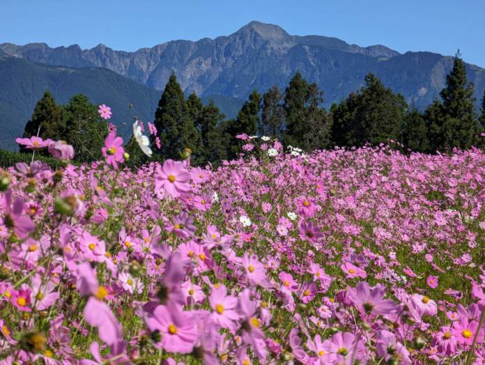 福壽山農場高山波斯菊花開 花期至10月中旬 70 556334 0 | 美食旅遊 美食旅遊 記者爆料網