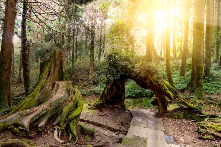 阿里山國家森林遊樂區。 圖:Shutterstock/來源