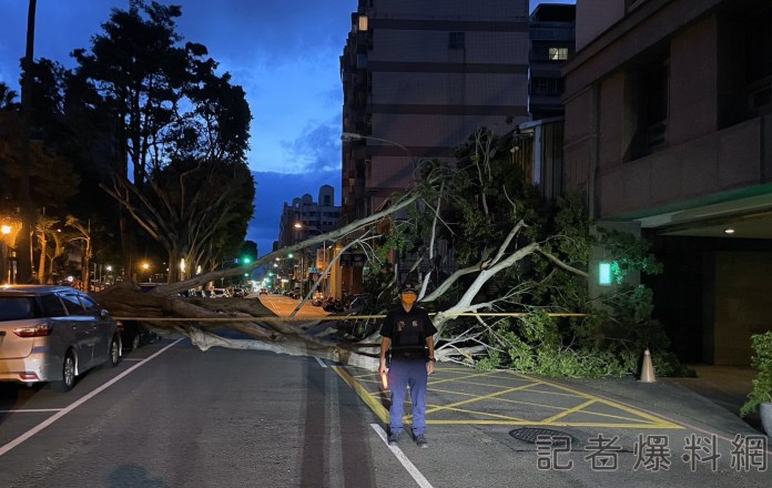 大樹不敵小犬強風應聲倒 路旁汽車慘遭壓頂 70 1 8 | 社會 社會 記者爆料網