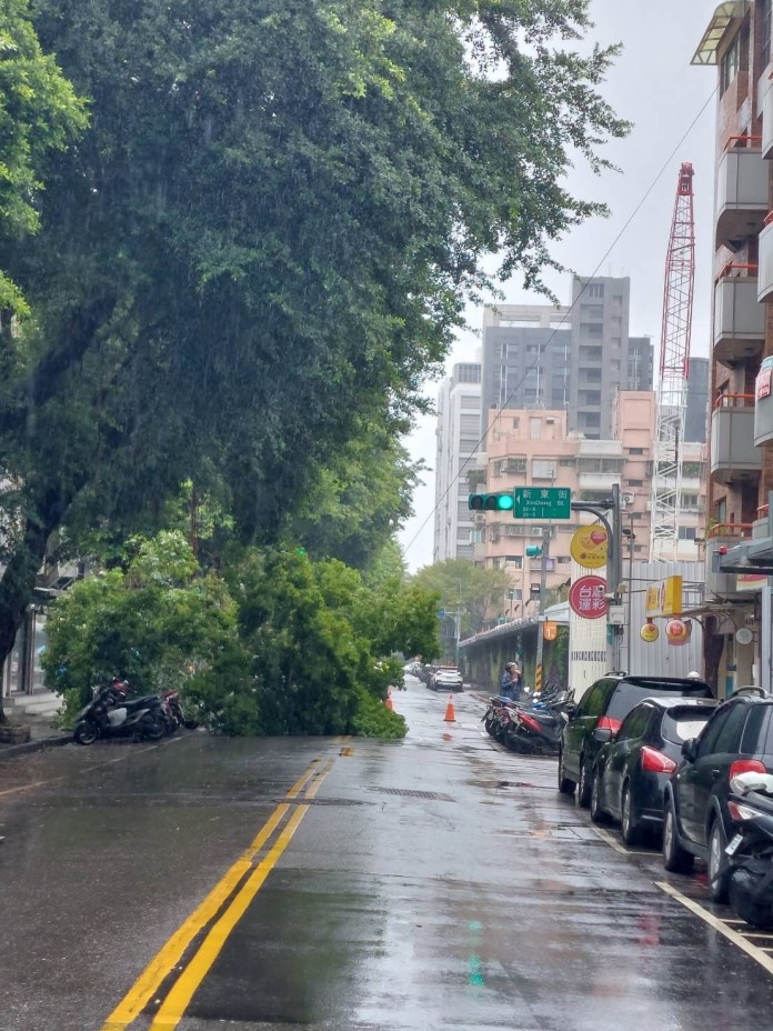 小犬颱風將撲台!北市松山路樹轟然倒塌幸無傷亡 60 img 1278 1 | 社會 社會 記者爆料網