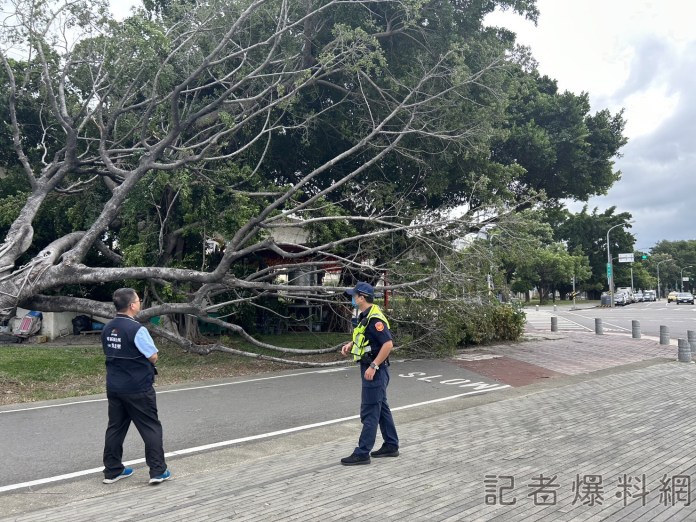 小犬颱風災情/台中路樹傾倒再添一起! 東區建成路榕樹傾倒 66 小犬颱風,路樹,台中