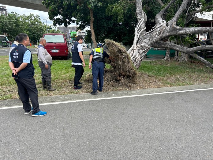 小犬颱風災情/台中路樹傾倒再添一起! 東區建成路榕樹傾倒 64 小犬颱風,路樹,台中