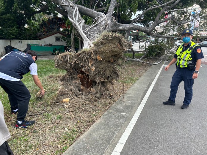小犬颱風災情/台中路樹傾倒再添一起! 東區建成路榕樹傾倒 65 S 16261143 0 | 生活 生活 記者爆料網