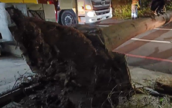 小犬來襲帶強陣風!台南中西區深夜 路樹倒塌幸無波及人車 61 1696434770987 | 生活 生活 記者爆料網