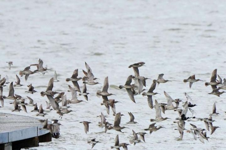 新竹香山濕地的賞蟹步道,也是賞鳥的好去處。 圖:新竹市觀光旅遊網/提供