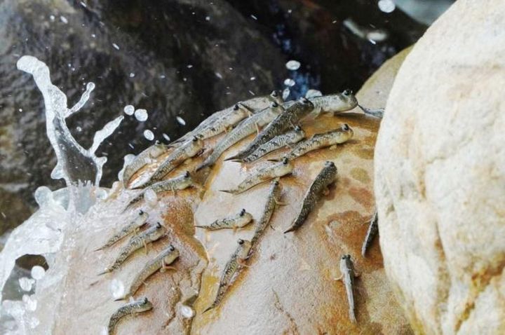 知性導覽/香山濕地假日帶領解說 賞鳥、看彈塗魚就在賞蟹步道